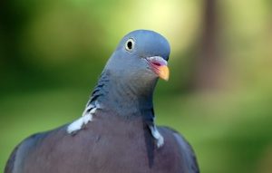 pigeon1